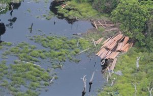 Kapolda Riau Temukan illegal Logging di Lokasi Hutan Riau