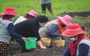 Ketua DPR RI Bersama Petani Turun ke Ladang Menanam Bawang