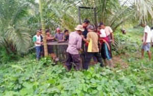 Resah Kemunculan Harimau, BKSDA Resor Air Hitam Mukomuko Pasang Perangkap