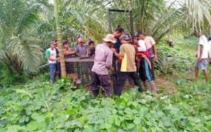 Resah Kemunculan Harimau, BKSDA Resor Air Hitam Mukomuko Pasang Perangkap