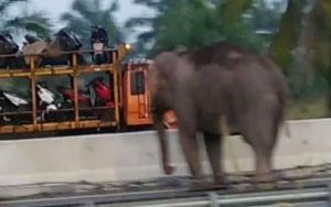 Seekor Gajah Liar Masuk TOL Pekanbaru – Dumai, Ini Penyebabnya