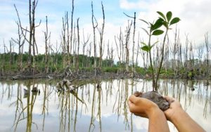 Proyek PEN Rehabilitasi Mangrove di Belitung dan Beltim Dukung Kebutuhan Pemulihan Ekonomi Masyarakat