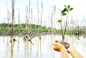 Proyek PEN Rehabilitasi Mangrove di Belitung dan Beltim Dukung Ekonomi Masyarakat
