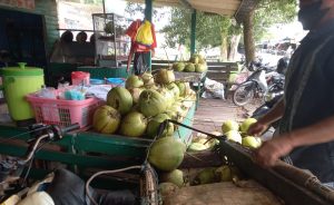 Murah, Rp. 1.500 per Buah Air Kelapa Muda Banyak Manfaat