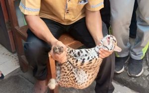 Seekor Macan Ditangkap, Petugas Serahkan ke Dinas BKSDA