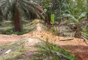 Beri Akses, Manajemen PTPN4 Unit Kebun Gunung Bayu Langgar Kesepakatan