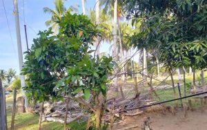 Kabel Jaringan Telpon Tertimpa Pohon Tumbang Belum dapat Perhatian PT Telkom Mukomuko