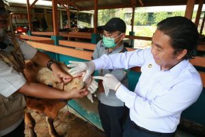 Pj Gubernur Banten: Hewan Kurban yang Dijual Dipastikan Sehat