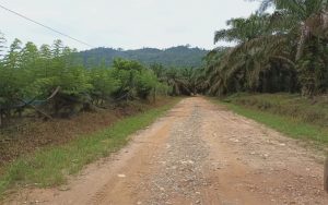 PT Agro Massa Beroperasi di Kawasan Hutan Produktif Kembali Menuai Polemik