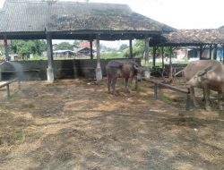Cegah PMK, Satbrimob Polda Banten Lakukan Penyemprotan Dinsenfektan 
