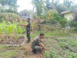 Babinsa Koramil 01 /PBU Kodim 0312/Padang, Lakukan Penanaman Jagung