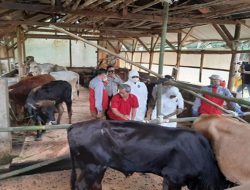Disnakan Ciamis Kerahkan 40 Petugas Untuk Memberikan Vaksin PMK kepada Hewan Qurban