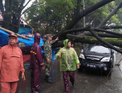 Gerak Cepat Babinsa Koramil 04/LL Kodim 0312/Padang Atasi Pohon Tumbang