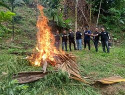 Polres Serang Musnahkan 3 Hektar Tanaman Ganja di Aceh Utara