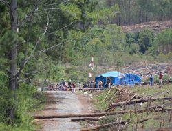 Diduga Lamtoras Lakukan Penebangan Pohon dan Perusakan Lingkungan