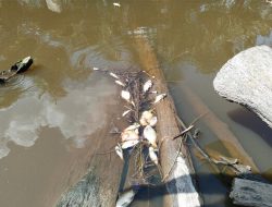 PT Anderson Unedo: Sangat Kecil Kemungkinan Sungai Sikotuk Dicemari Limbah