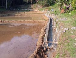 Pengerjaan Saluran Irigasi Tersier Kapalo Lurah Sawah Kolom Diduga Tidak Sesuai Spesifikasi Teknis