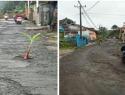 Aksi Protes Warga Jalan Sadananya Ciamis Ditanami Pohon Pisang