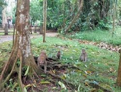 Area Wisata Karangkamulyan Ciamis Dikuasai Gerombolan Monyet