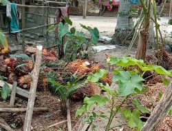 Ratusan TBS Ditemukan di Belakang Rumah Dinas Karyawan, Manajemen PTPN4 Kebun Gunung Bayu Bungkam
