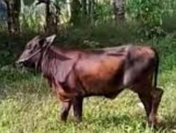 Sapi Potong di Ketapang Terancam Langka, Ini Penyebabnya