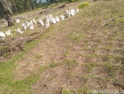 BD, Diduga Kuasi Lahan HGU PTPN4 Kebun Gunung Bayu, Jual Tanah Rumput ke Vendor