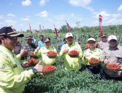 Al Haris: Panen Cabai Momentum Pembangunan Pertanian