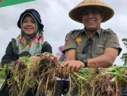 Komoditi Bawang Merah Berpotensi Meningkatkan Ekonomi Petani