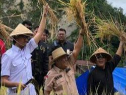Wako Bersama Ketan Saiyo Panen Raya di Ngarai Sianok