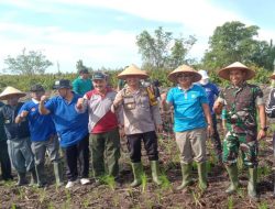 Bupati Tanjabbar Tanam padi Perdana di Kelurahan Sungai Nibung