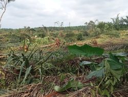 Warga Pendowo Limo Minta Ganti Rugi Sawit Pasca di Bulldozer PtPN IV Unit Balimbingan