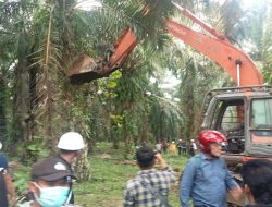 Tanaman Sawit Milik Warga Pendowo Limo di Bulldozer Paksa PTPN IV Unit Balimbingan