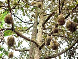 Kecamatan Cikakak Sentranya Durian Unggul Kabupaten Sukabumi