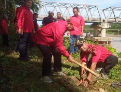 Hari Jadi PDIP ke-50 Tahun, Ketua DPRD Kabupaten Dharmasraya Turut Giat Penghijauan Pada Turap Jambatan Sungai Batanghari Pulai Sitiung