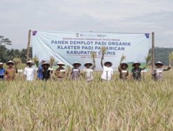 Pupuk Organik Kunci Peningkatan Produksi Padi Organik