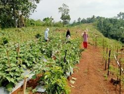 Komunitas Peci Desa Binangun Kota Banjar Manfaat Lahan 5 Hektar Jadi Edukasi Pertanian