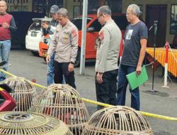 Polres Ciamis Gerebek Praktek Judi Sabung Ayam dan Berhasil Ungkap Kasus TPPO