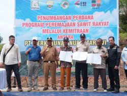 PTPN VI Provinsi Jambi Lakukan Replanting Kebun Sawit Rakyat PSR