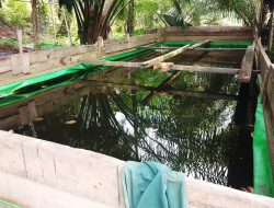Kolam Ikan dari Terpal Bernilai Ratusan Juta Disorot, Menggunakan Dana Desa Randau Jungkal TA 2022