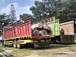 SPORC Brigade Kalaweit Amankan 4 Buah Truck Fuso Diduga Angkut Kayu Log Dokumen Palsu