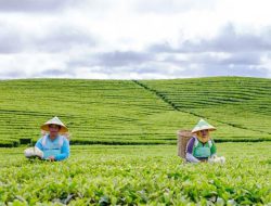 PTPN VI Pertahankan Pohon Seedling Teh Asli Belanda