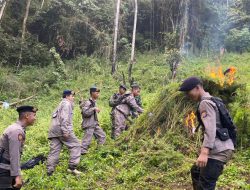 Kapolda Sumut Bakar Ladang Hingga Musnahkan 110 Ton Ganja