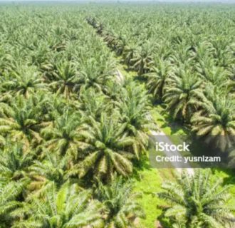Tiga Petani Sawit di” Lamandau jadi Tersangka, SOB: “Diskriminasi Penegakan Hukum”