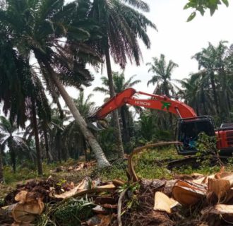 Luar Biasa, Kebun Plasma PTPN IV Regional 4 di Sungai Bahar Capai 22.000 Hektar