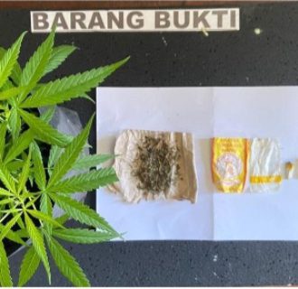 Ditemukan Tanaman Ganja di Kantor Camat OB Ditangkap, Ini Tanggapan Camat Kota 