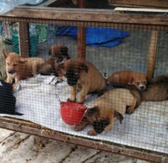 Pemasok Anjing Liar di Pangandaran Mengikuti Permintaan dari Wilayah Jateng