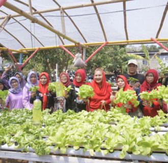 Inovasi Pertanian Perkotaan, Meretas Tantangan Lahan di Kota Semarang