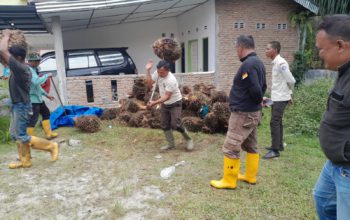 Bravo, PTPN IV Berhasil Ungkap Aksi Ninja Sawit di Unit Kebun Balimbingan