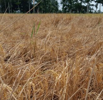 Menghadapi Masa Panen, Petani di Pandeglang Kesulitan Alat Pasca Panen