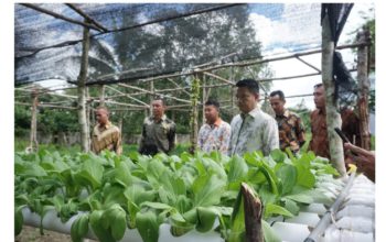 Lapas Tanjungpandan Panen Hasil Pertanian Hidroponik